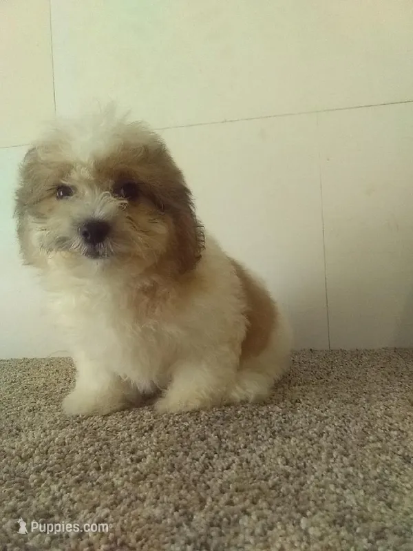 Sal  – Bichon Frise, Shih Tzu puppy for sale in Barnegat, NJ