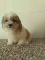 Sal , a female Bichon Frise and Shih Tzu for sale in Barnegat, NJ – 1 of 1
