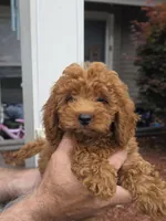 Sissy , a male Maltipoo for sale in Barnegat, NJ – 2 of 4