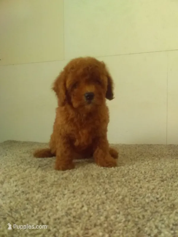 Sissy  – Maltipoo puppy for sale in Barnegat, NJ
