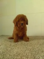 Sissy , a male Maltipoo for sale in Barnegat, NJ – 1 of 1