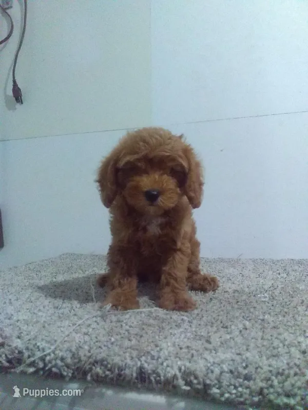 Chip – Cavapoo puppy for sale in Barnegat, NJ