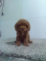 Chip, a male Cavapoo for sale in Barnegat, NJ – 1 of 1