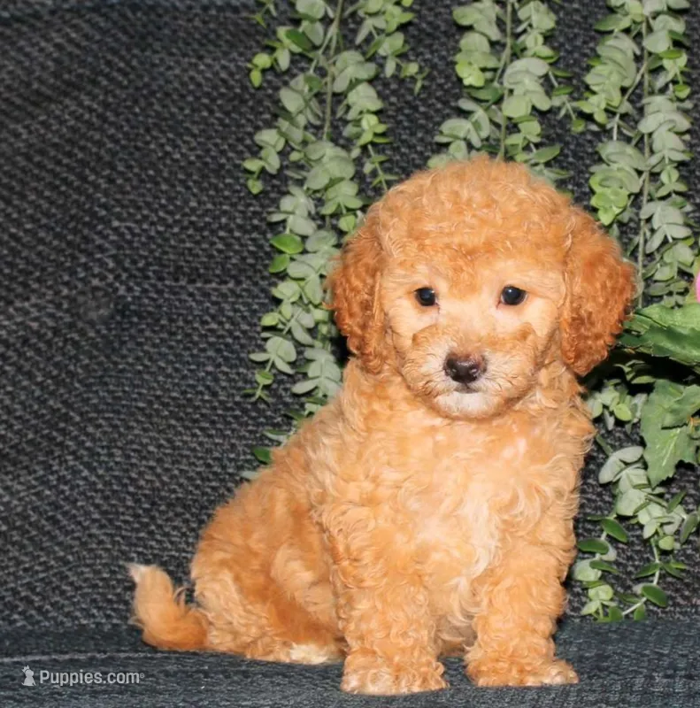 Sal  – Poodle - Miniature  puppy for sale in Barnegat, NJ