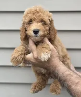 Charlie , a male Miniature Goldendoodle for sale in Barnegat, NJ – 4 of 4