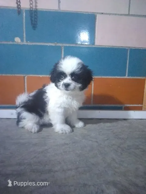 Sally  – Shihpoo puppy for sale in Barnegat, NJ