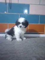 Sally , a female Shihpoo for sale in Barnegat, NJ – 1 of 1