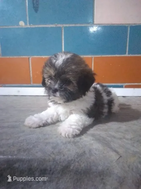 Tommy  – Shih Tzu puppy for sale in Barnegat, NJ