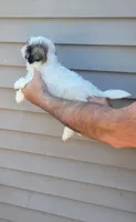 Sam, a male Shih Tzu for sale in Barnegat, NJ – 2 of 3