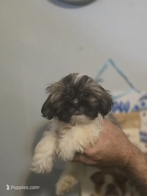 Stanley  – Shih Tzu puppy for sale in Barnegat, NJ