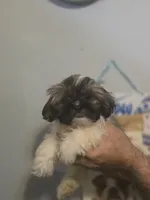 Stanley , a male Shih Tzu for sale in Barnegat, NJ – 1 of 3