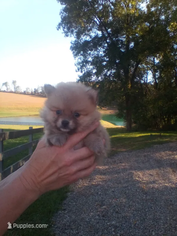 Pete  – Pomeranian puppy for sale in Barnegat, NJ