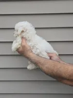 Bob, a male Maltipoo for sale in Barnegat, NJ – 3 of 3