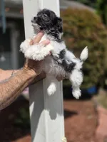 Sarah , a female Shihpoo for sale in Barnegat, NJ – 3 of 4