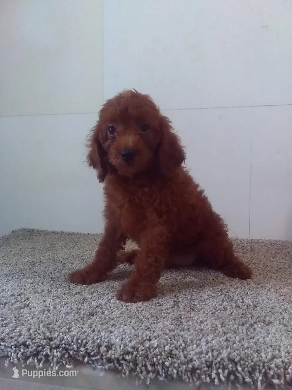 Charlie  – Cavapoo puppy for sale in Barnegat, NJ