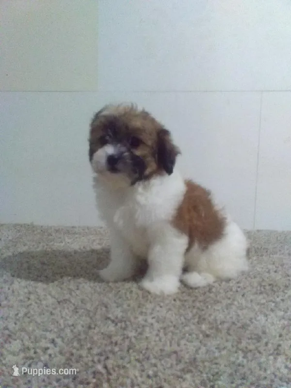Tabitha, a female Shih Tzu for sale in Barnegat, NJ – 1 of 1