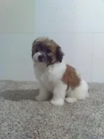 Tabitha, a female Shih Tzu for sale in Barnegat, NJ – 1 of 1