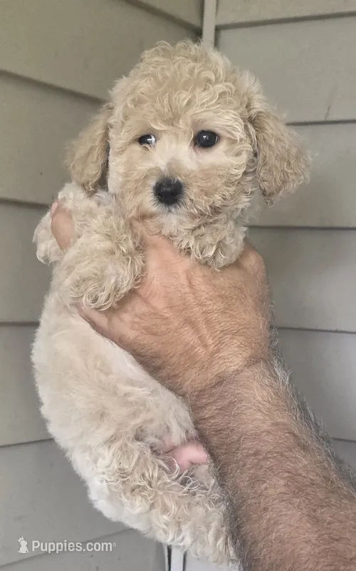 Pete  – Maltipoo puppy for sale in Barnegat, NJ