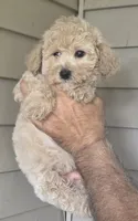 Pete , a male Maltipoo for sale in Barnegat, NJ – 1 of 3