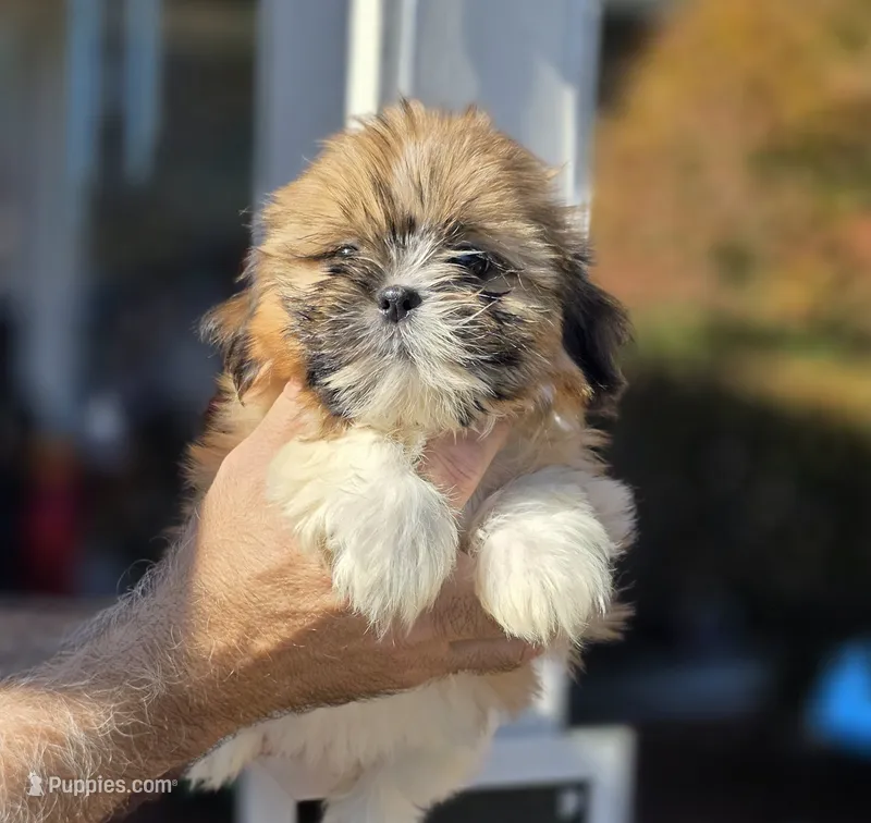 Sally  – Shih Tzu puppy for sale in Barnegat, NJ