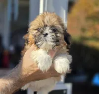 Sally , a female Shih Tzu for sale in Barnegat, NJ – 1 of 3