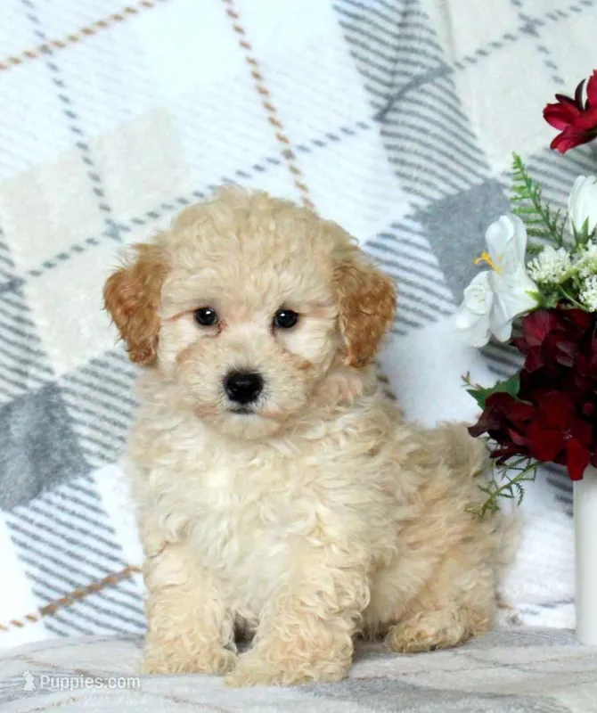 Pete  – Maltipoo puppy on hold in Barnegat, NJ