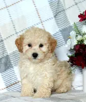 Pete , a male Maltipoo for sale in Barnegat, NJ – 1 of 1