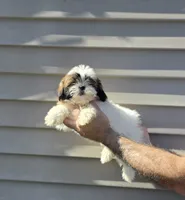Sal , a male Shih Tzu for sale in Barnegat, NJ – 1 of 3