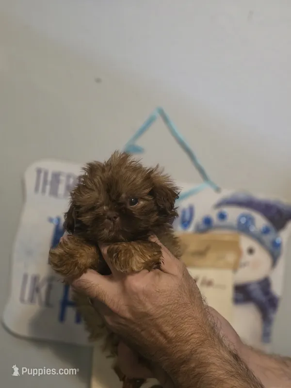 Sweetpea – Shih Tzu puppy for sale in Barnegat, NJ