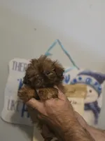 Sweetpea, a female Shih Tzu for sale in Barnegat, NJ – 1 of 3