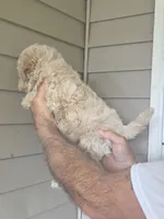 Pete , a male Maltipoo for sale in Barnegat, NJ – 2 of 3