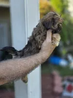 Sally , a female Shorkie for sale in Barnegat, NJ – 2 of 4