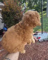 Tiny tim, a male Cavapoo for sale in Barnegat, NJ – 2 of 4