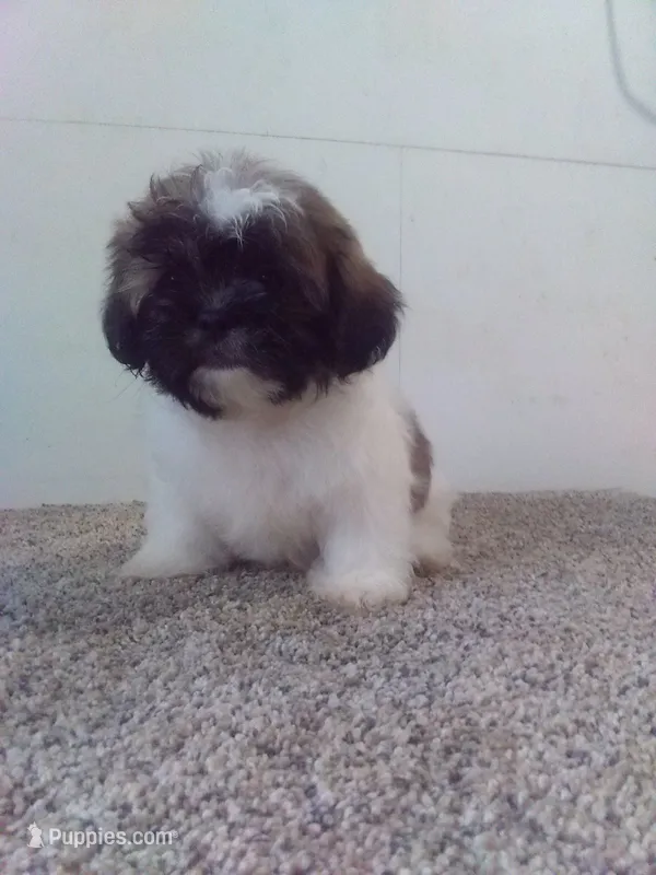 Peggy  – Shih Tzu puppy for sale in Barnegat, NJ