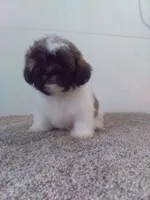 Peggy , a female Shih Tzu for sale in Barnegat, NJ – 1 of 1