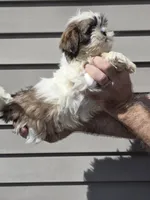 Stanley , a male Shih Tzu for sale in Barnegat, NJ – 3 of 3