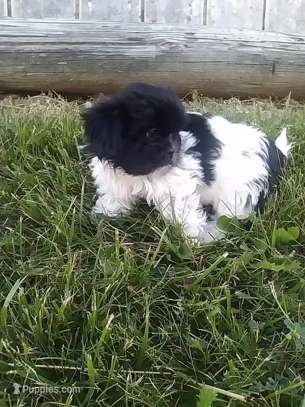 Parker  – Shih Tzu puppy for sale in Barnegat, NJ