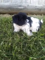 Parker , a male Shih Tzu for sale in Barnegat, NJ – 1 of 3