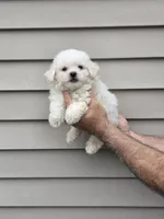Bob, a male Maltipoo for sale in Barnegat, NJ – 2 of 3
