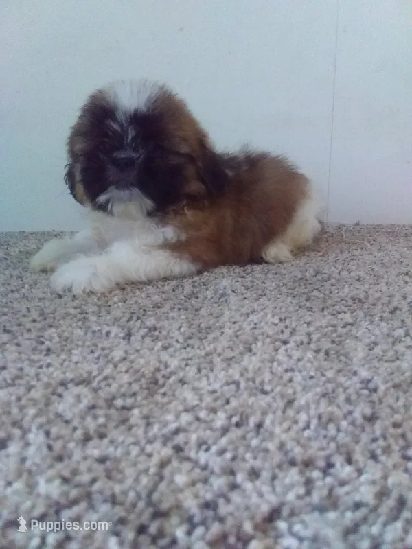 Pete  – Shih Tzu puppy for sale in Barnegat, NJ