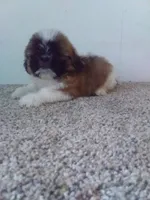 Pete , a male Shih Tzu for sale in Barnegat, NJ – 1 of 1