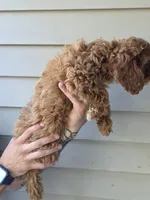 CJ, a male Cavapoo for sale in Barnegat, NJ – 2 of 3