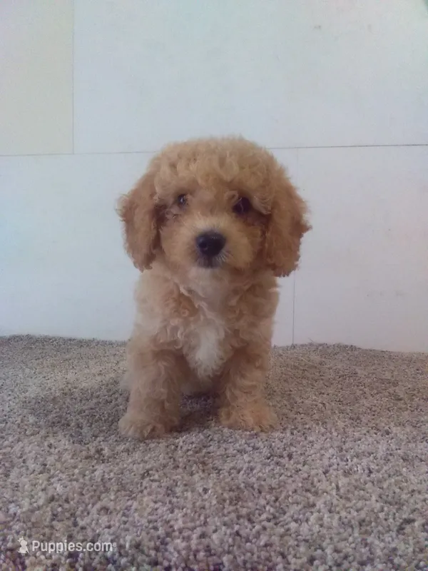 Charlie – Bichpoo puppy for sale in Barnegat, NJ