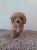 Charlie, a male Bichpoo for sale in Barnegat, NJ – 1 of 1