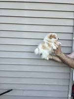 Penny , a female Pomeranian for sale in Barnegat, NJ – Photo 2 of 3