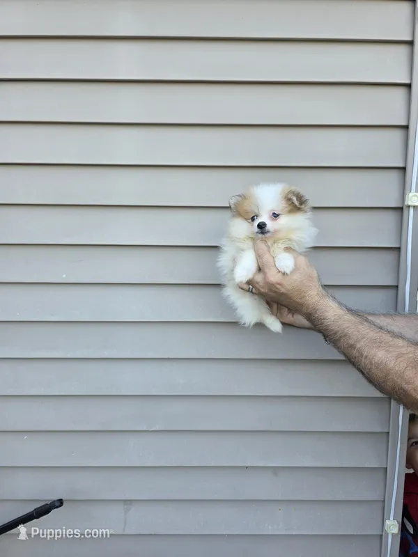 Penny  – Pomeranian puppy for sale in Barnegat, NJ