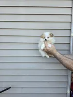 Penny , a female Pomeranian for sale in Barnegat, NJ – Photo 1 of 3