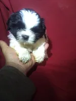 Stanley , a male Shih Tzu for sale in Barnegat, NJ – 1 of 1