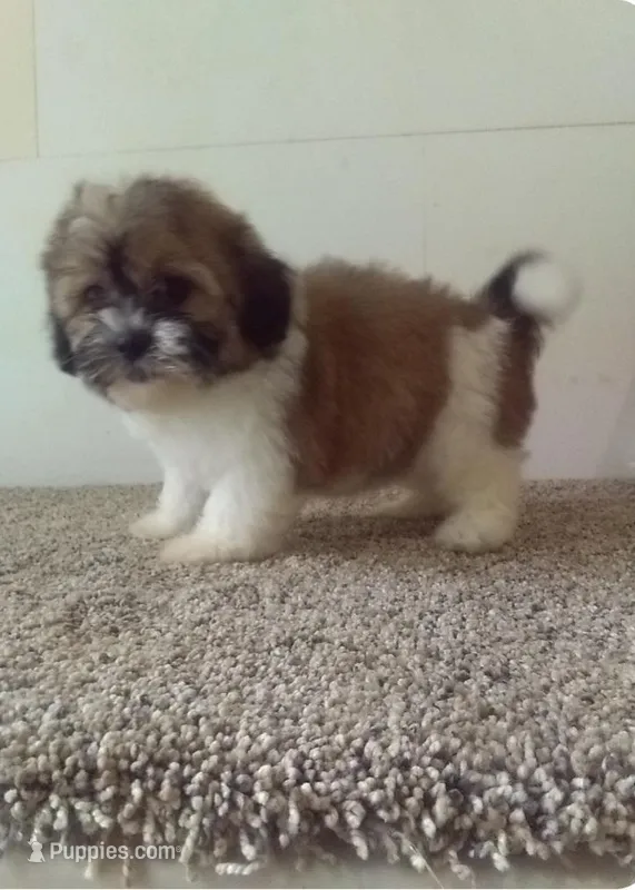 Sissy  – Shih Tzu puppy for sale in Barnegat, NJ