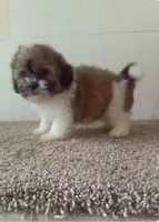 Sissy , a female Shih Tzu for sale in Barnegat, NJ – 1 of 1